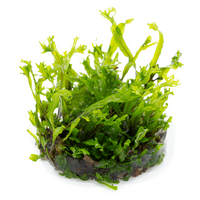Microsorum pteropus 'Windelov' - Tropica 1-2 Grow!