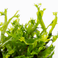 Microsorum pteropus 'Windelov' - Tropica 1-2 Grow!