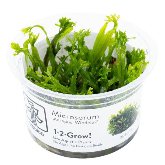 Microsorum pteropus 'Windelov' - Tropica 1-2 Grow!