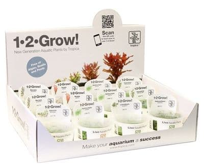 Mixed Box of Tissue Culture In Vitro Plants 