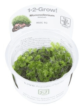 Monosolenium Tenerum - Tropica 1-2 Grow!