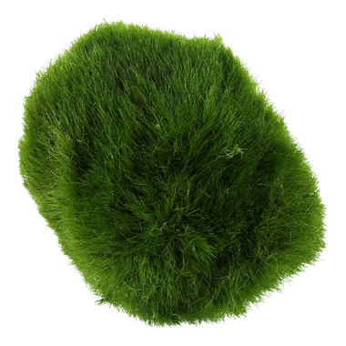 Moss Ball - Tropica