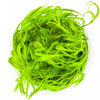 Najas guadalupensis 'Guppy Grass' Tropica 1-2 Grow!