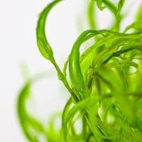Najas guadalupensis 'Guppy Grass' Tropica 1-2 Grow!