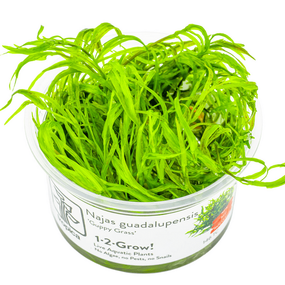 Najas guadalupensis 'Guppy Grass' Tropica 1-2 Grow!