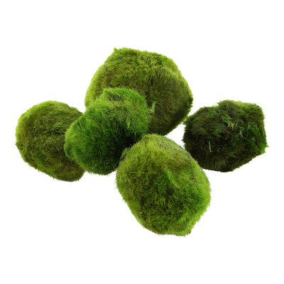 Nano Moss Ball Aegagropila linnaei - Pack of 5