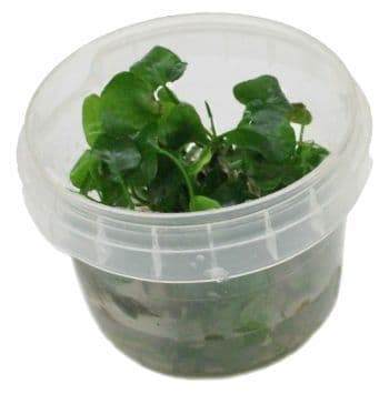 Nymphoides Taiwan - Tropica 1-2 Grow!