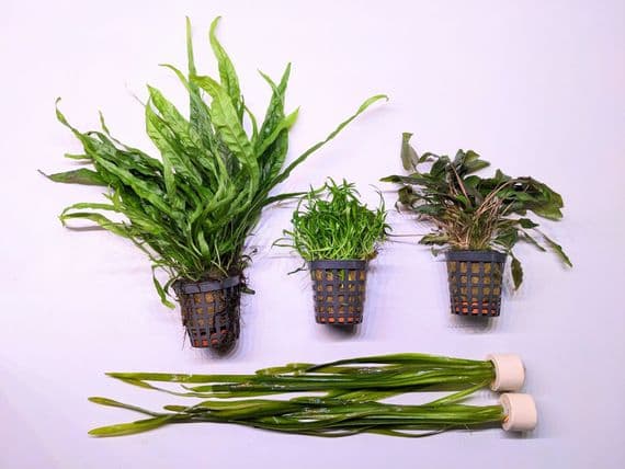 Aquarium Plant Collection for 18