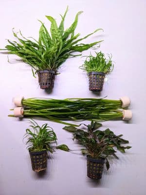 Plant Collection for up to 24" Jungle Style Tank