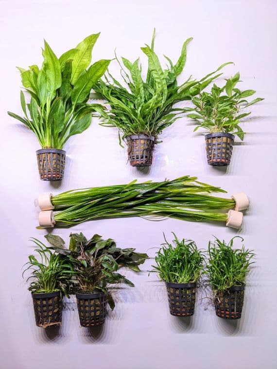 Aquarium Plant Collection for 30