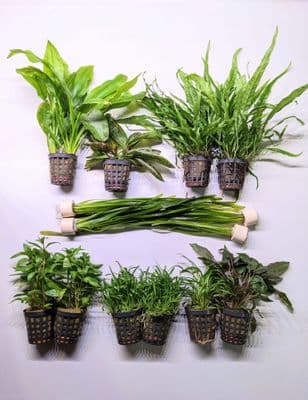 Plant Collection for up to 36" Jungle Style Tank