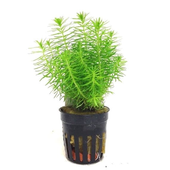 Buy Pogostemon Erectus Online Aquascaping Aquarium Background Plant