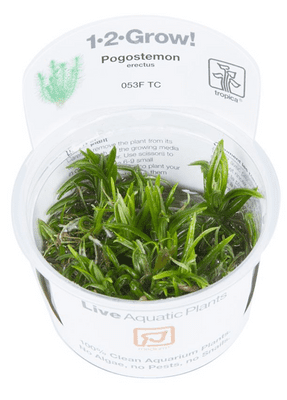 Pogostemon Deccanensis (erectus) - Tropica 1-2 Grow!