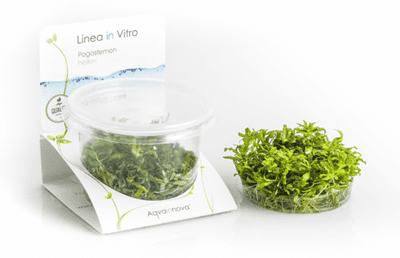 Pogostemon Helferi - Tropica 1-2 Grow!