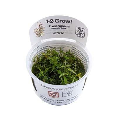 Proserpinaca palustris - Tropica 1-2 Grow!