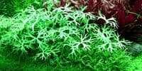 Ranunculus inundatus - Tropica 1-2 Grow!