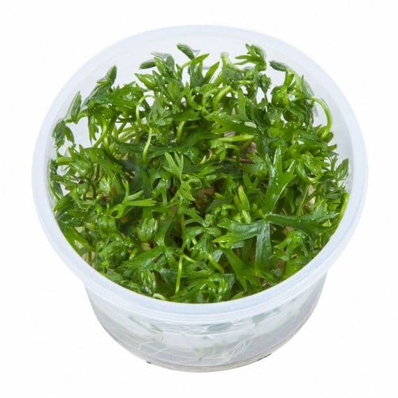 Ranunculus inundatus - Tropica 1-2 Grow!