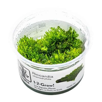 Riccardia chamedryfolia - Tropica 1-2 Grow!