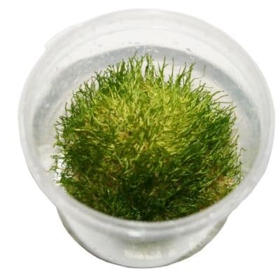 Riccia Fluitans - Tropica 1-2 Grow!