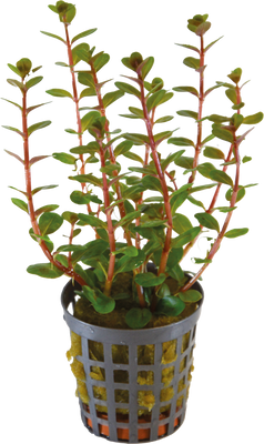 Rotala Blood Red