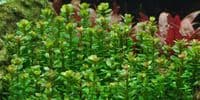 Rotala Bonsai - Tropica 1-2 Grow!