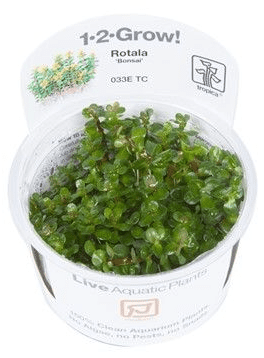 Rotala Bonsai - Tropica 1-2 Grow!