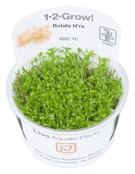 Rotala H'ra - Tropica 1-2 Grow!