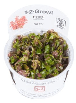 Rotala macrandra - Tropica 1-2 Grow!
