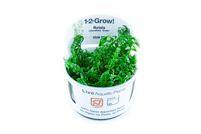 Rotala rotundifolia Green - Tropica 1-2 Grow!