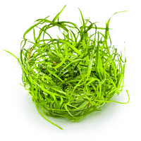 Sagittaria subulata 'Needle Leaf' 1-2 grow!