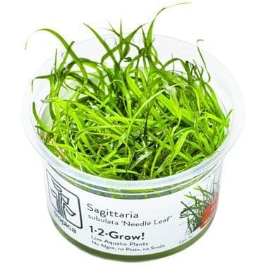 Sagittaria subulata 'Needle Leaf' 1-2 grow!