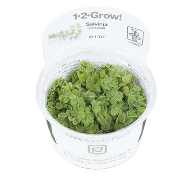 Salvinia Minima - Tropica 1-2 Grow!