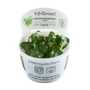 Schismatoglottis prietoi Tropica 1-2 Grow!