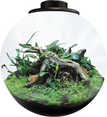 SF BioArt Bowl Terrarium Black 225mm