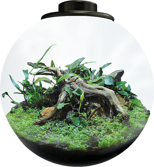SF BioArt Bowl Terrarium Black 225mm