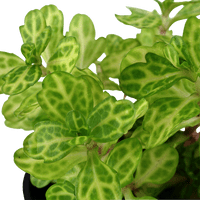 Shinnersia rivularis 'Weiss-Grün'