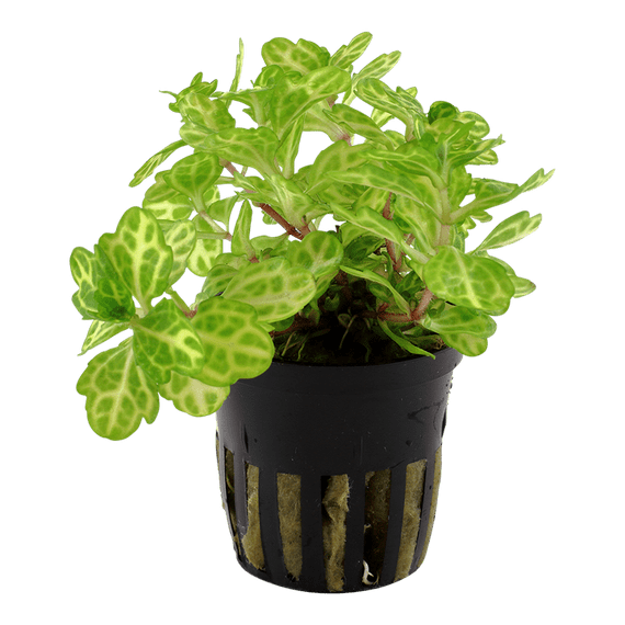 Shinnersia rivularis 'Weiss-Grün'