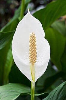 Underwater Treasures Seiden-Peace-Lily – 51 Cm, Realistische Aquarienpflanze Aus Seide