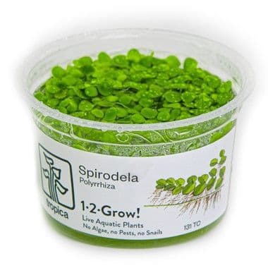 Spirodela Polyrrhiza - Tropica 1-2 Grow!