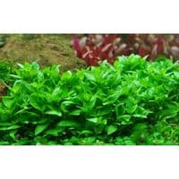 Buy Staurogyne rubescens