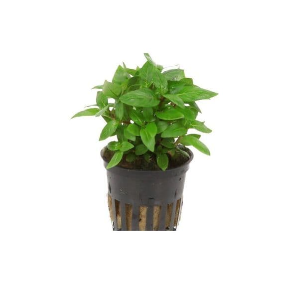 Buy Staurogyne rubescens