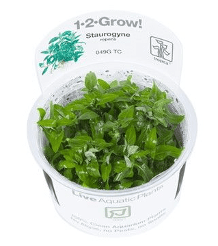 Staurogyne Repens - Tropica 1-2 Grow!
