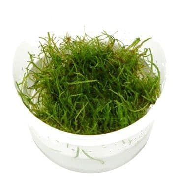 Taxiphyllum barbieri Bogor Moss - Tropica 1-2 Grow!