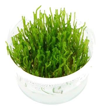Taxiphyllum Flame Moss - Tropica 1-2 Grow!