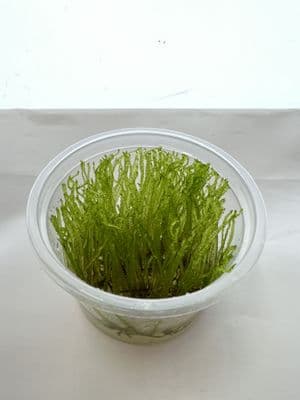 Taxiphyllum SP Peacock Moss