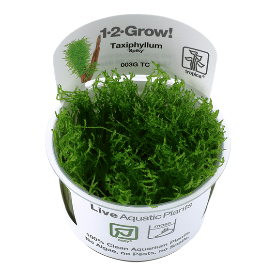 Taxiphyllum Spiky Moss Tropica 1-2 Grow!