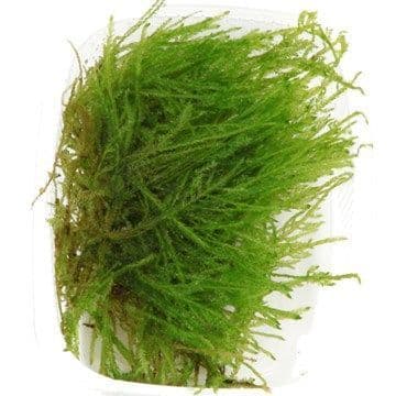 Taxiphyllum Spiky moss Tropica Portion
