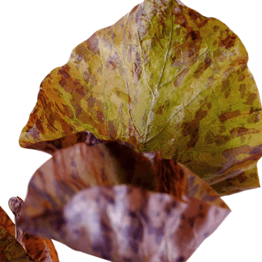 Tiger Lotus Nymphaea Zenkeri Red - Bulb