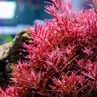 Twinstar LED IV Aquarium Light 600S - Version 4 with Bluetooth LightControl