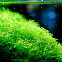 Twinstar LED IV Aquarium Light 600S - Version 4 with Bluetooth LightControl